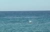 Dolphins 1_thumb.jpg 1.5K